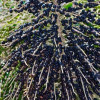 Acai berry extract